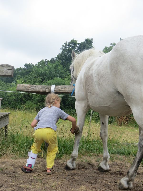 Der Umgang mit Pferden und das Reiten in Spinnennetz Institut